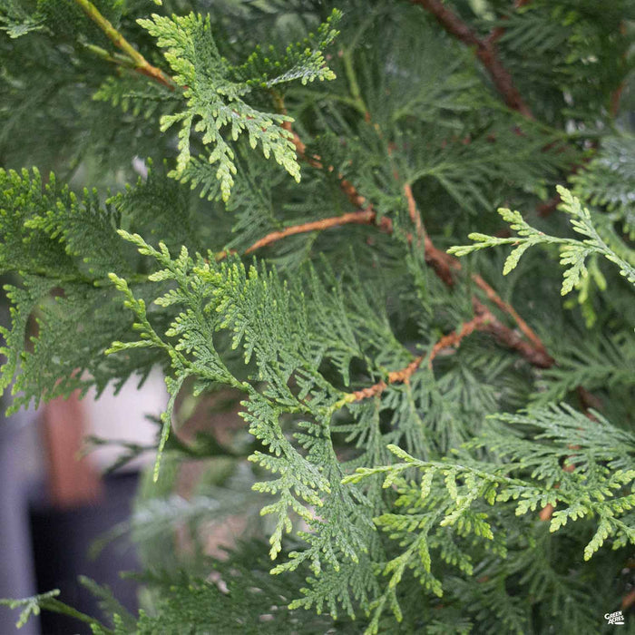 Thuja 'Green Giant'