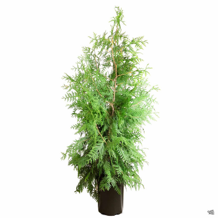 Thuja 'Green Giant' 5 gallon