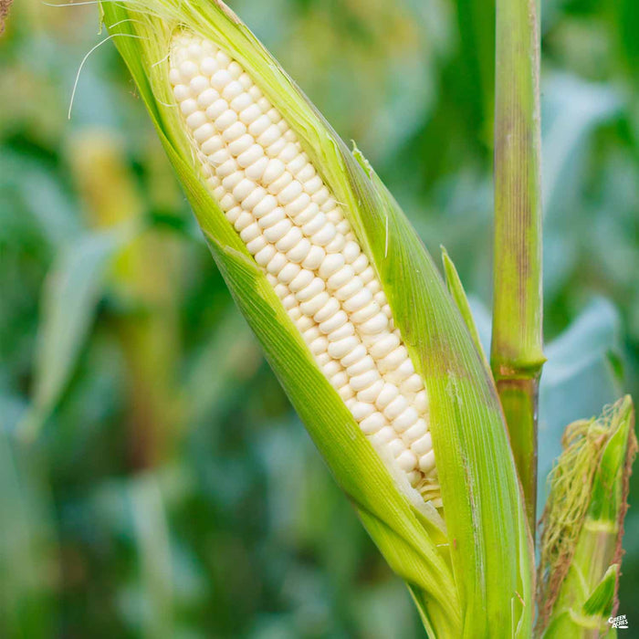 White Corn