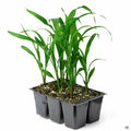 White Corn 6-pack