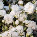 White Drift® Rose