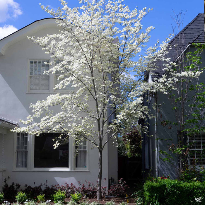 White Dogwood