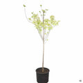 White Dogwood 7 gallon