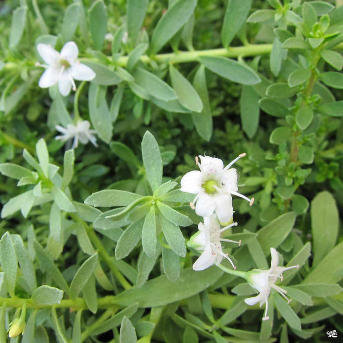 Myoporum