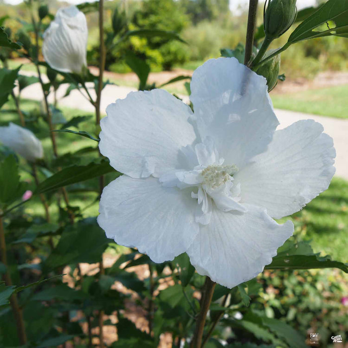 White Pillar Rose of Sharon