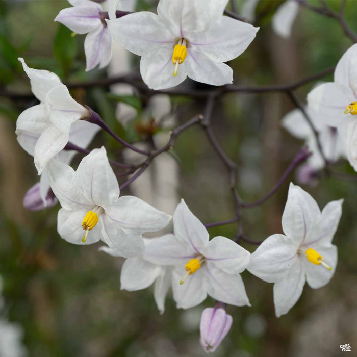 Potato Vine