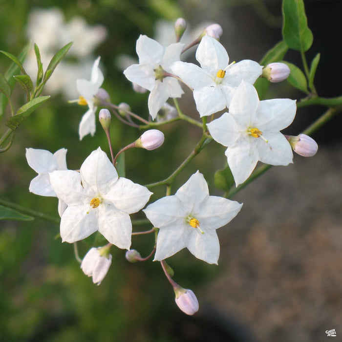 Potato Vine Flower