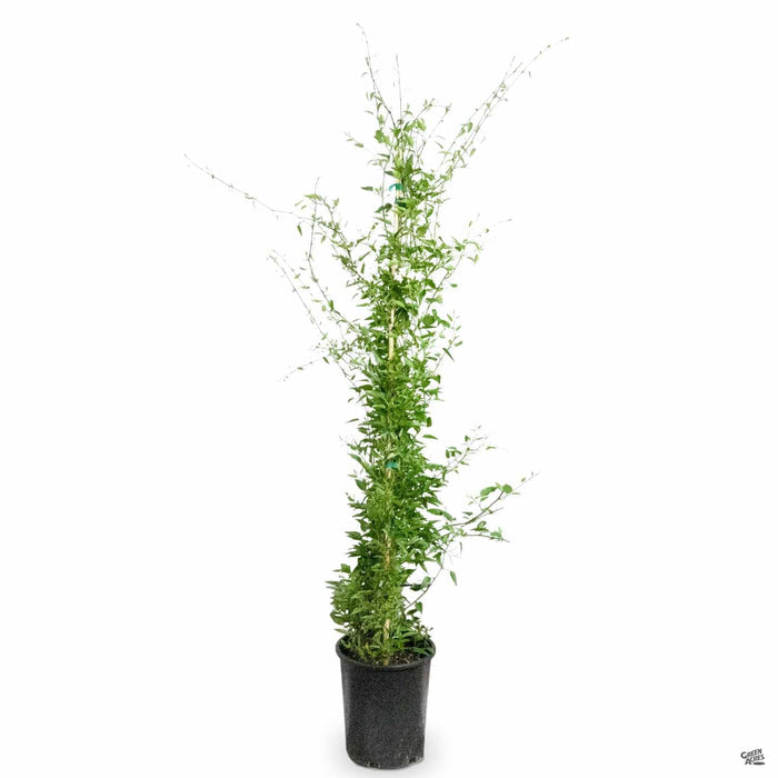Potato Vine 5 gallon staked