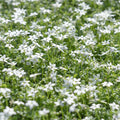 White Star Creeper