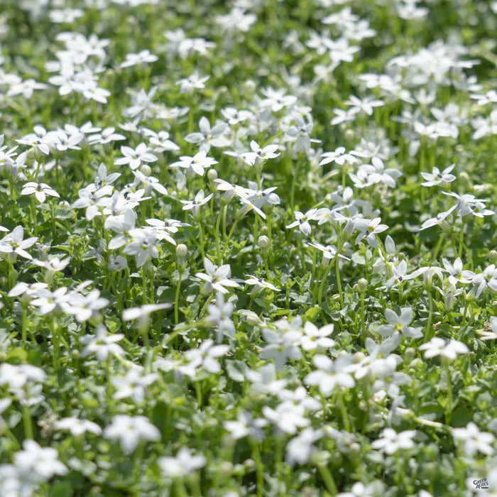 White Star Creeper