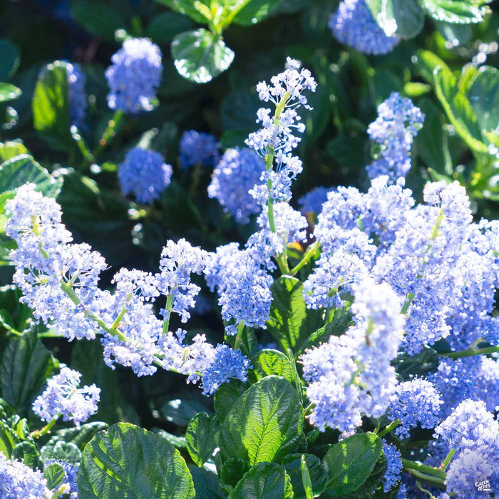 Ceanothus 'Carmel Creeper'