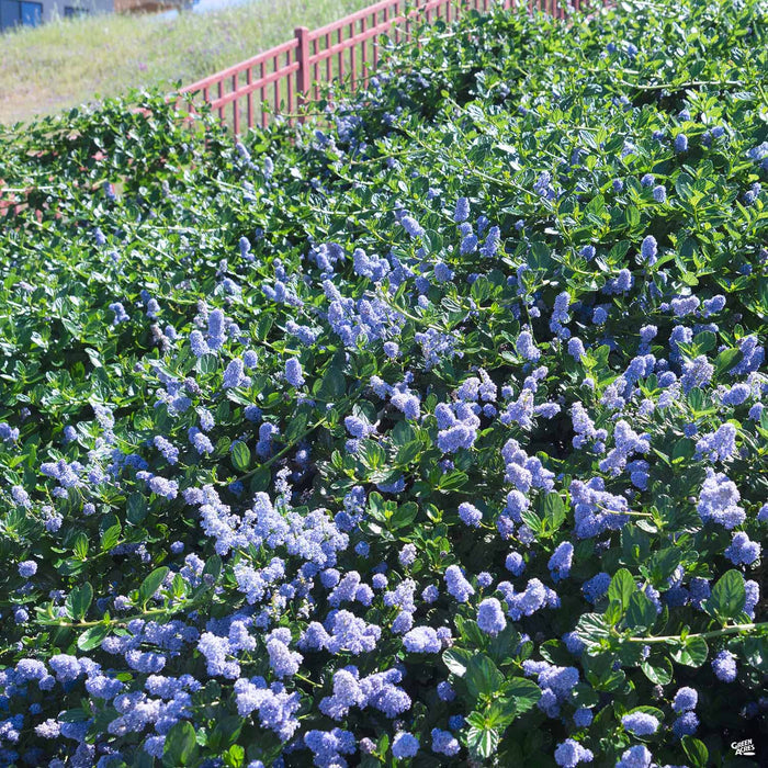 Ceanothus 'Carmel Creeper'