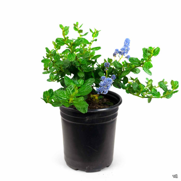 Ceanothus 'Carmel Creeper' 1 gallon