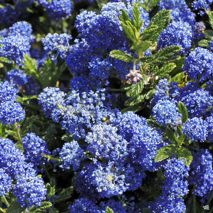'Dark Star' California Wild Lilac