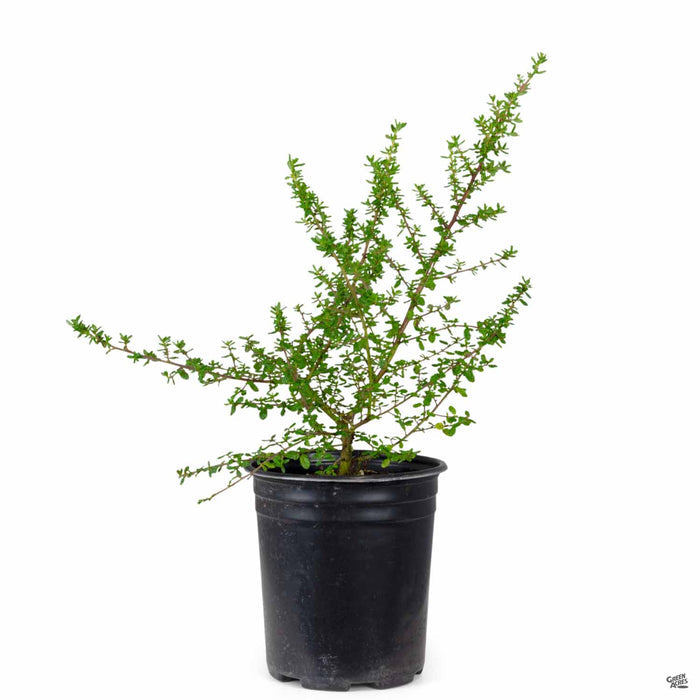 'Dark Star' California Wild Lilac 1 gallon