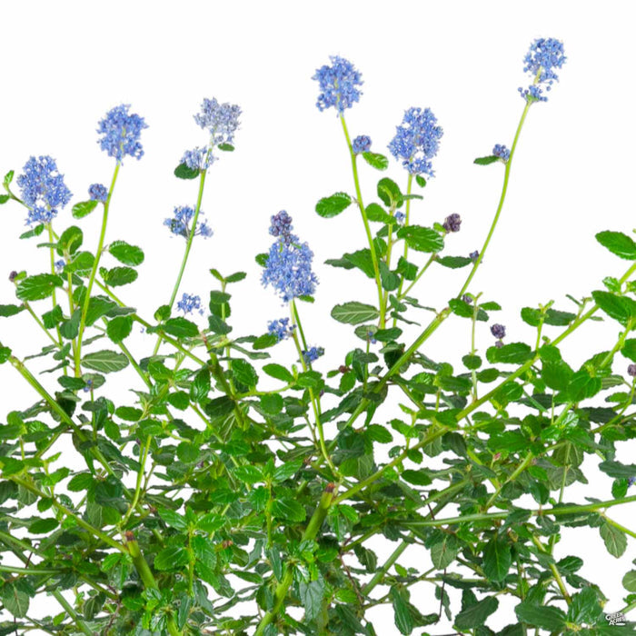 California Wild Lilac 'Frosty Blue'