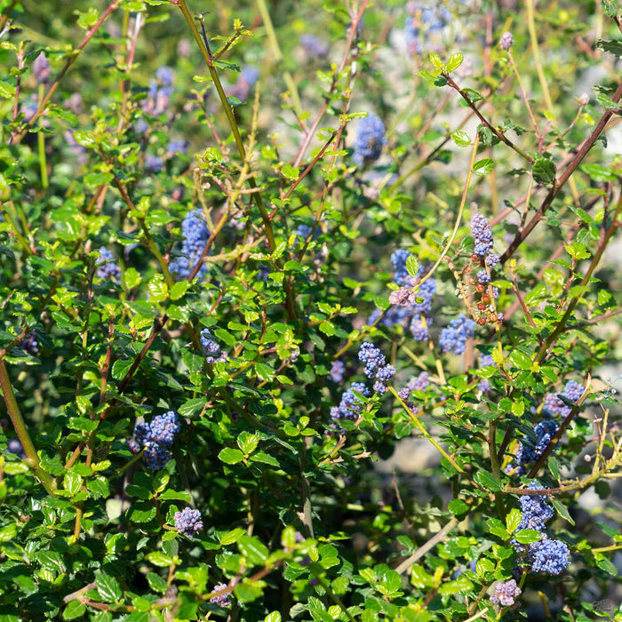Wild Lilac 'Frosty Blue'