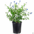 California Wild Lilac 'Frosty Blue' 1 gallon