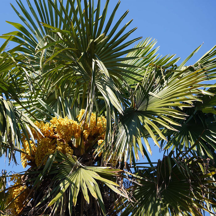 Trachycarpus fortunei
