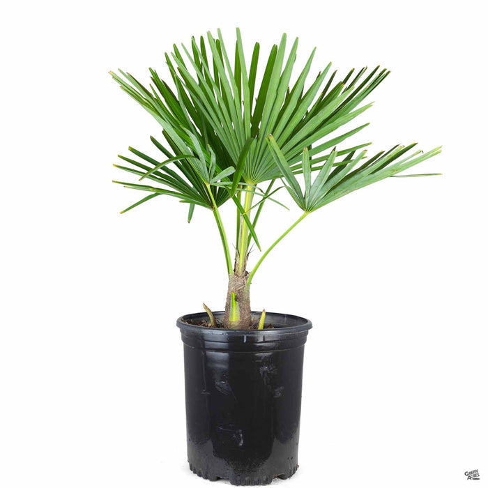 Trachycarpus fortunei 5 gallon