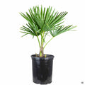 Trachycarpus fortunei 5 gallon