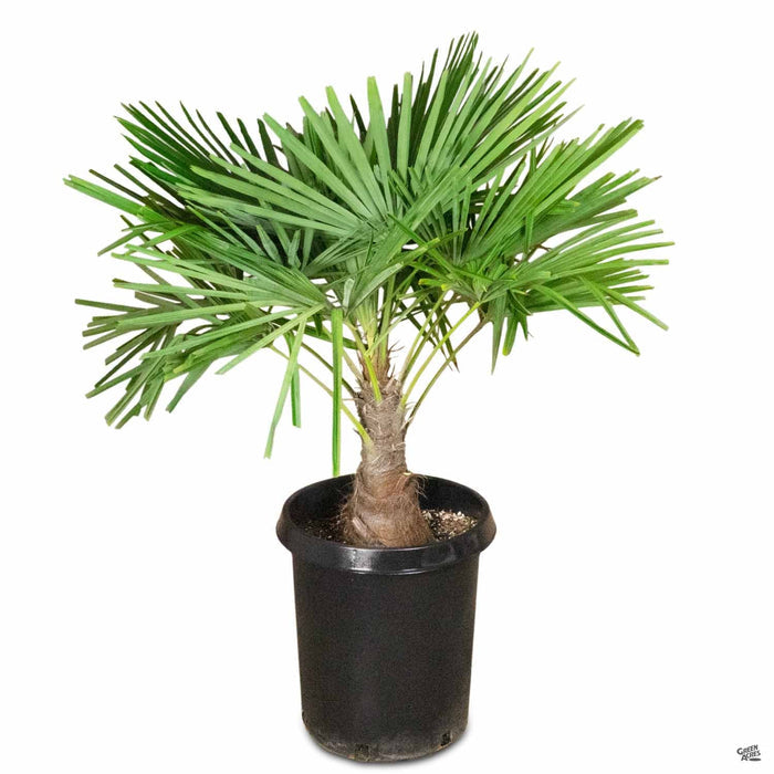 Trachycarpus fortunei 15 gallon