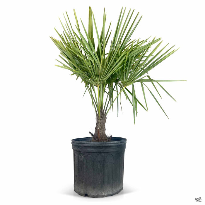 Trachycarpus fortunei 7 gallon