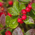 Winterberry Wintergreen