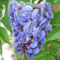 Wisteria 'Amethyst Falls'