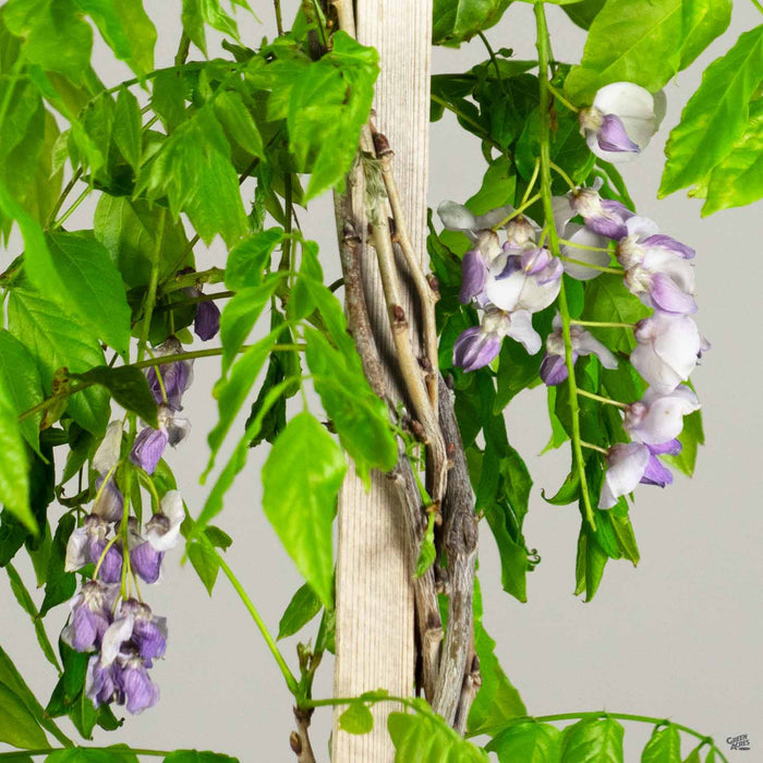 Wisteria Caroline