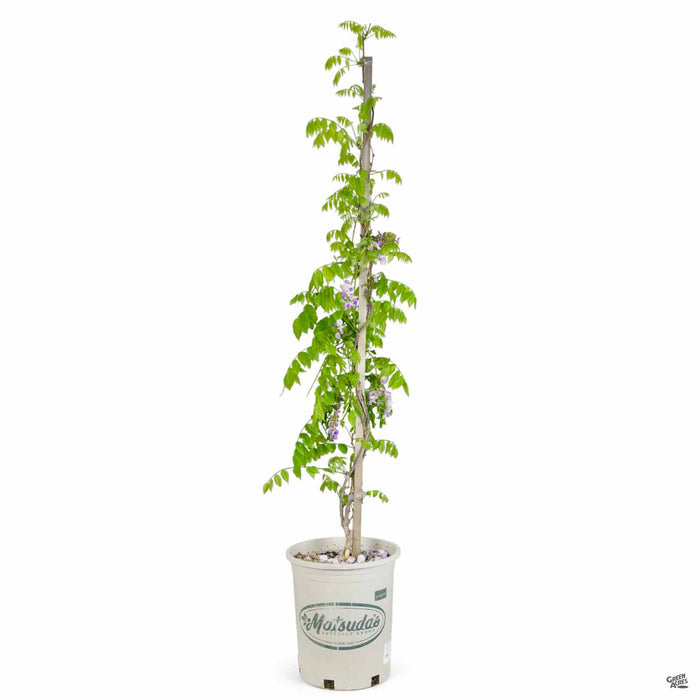 Wisteria Caroline 5 gallon staked