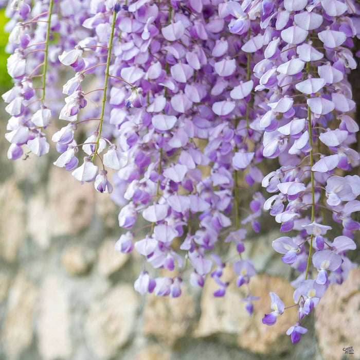 Wisteria 'Cooke's Purple'