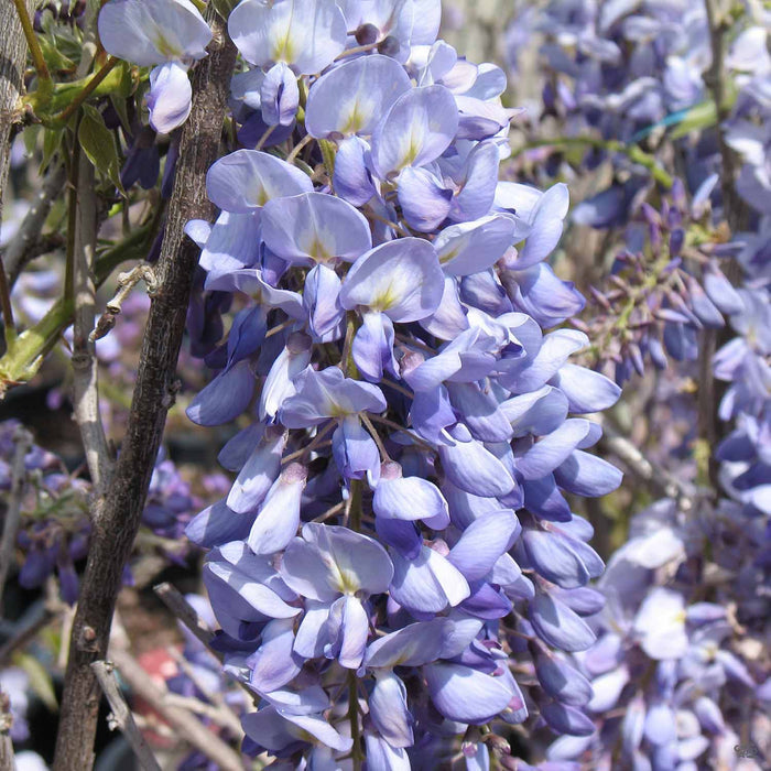 Wisteria 'Cooke's Purple'