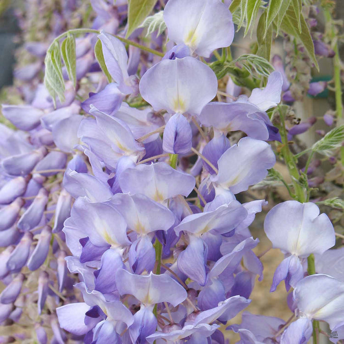 Wisteria 'Cooke's Purple' detail