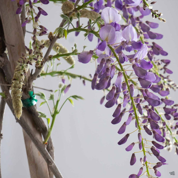 Wisteria 'Cooke's Purple'