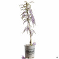 Wisteria 'Cooke's Purple' 5 gallon staked