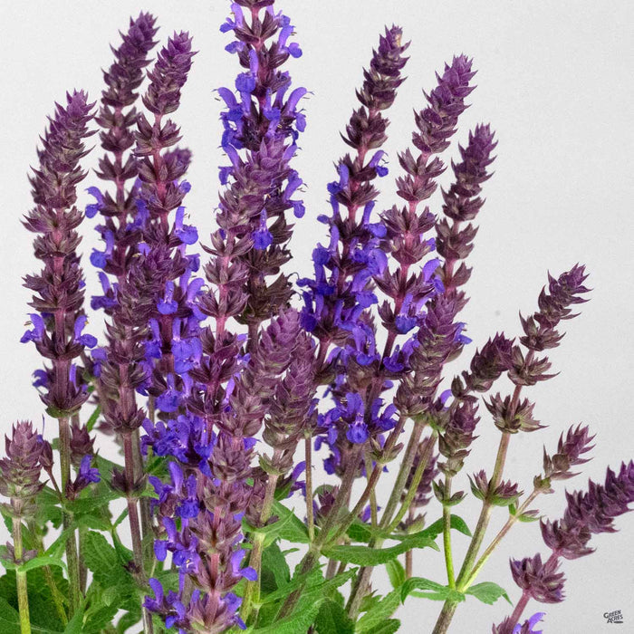 Woodland Sage 'New Dimension Blue'