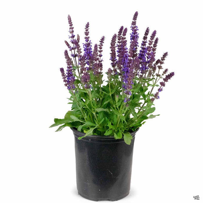 Woodland Sage 'New Dimension Blue' 1 gallon