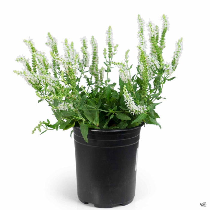 Woodland Sage 'Lyrical White' 1 gallon