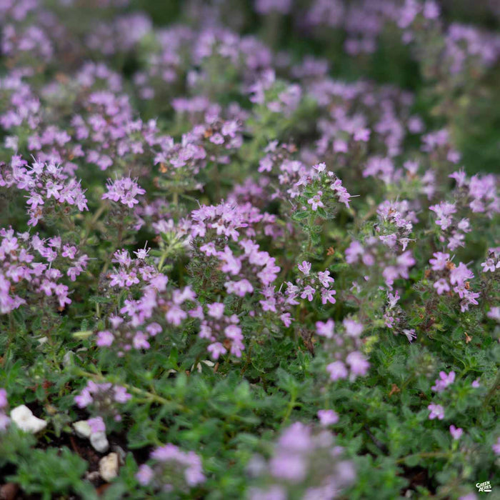 Close up of Thymus 'Woolly Thyme'