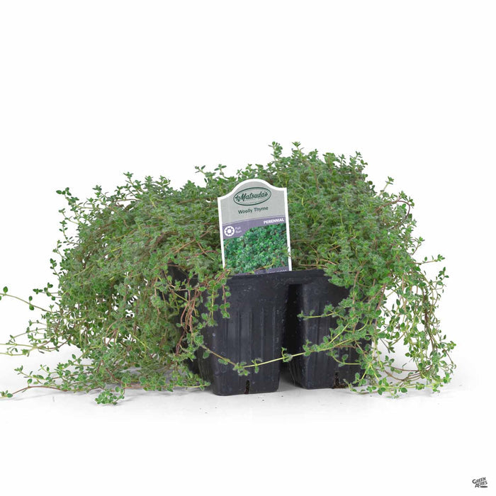 Thymus Woolly Thyme 6-pack