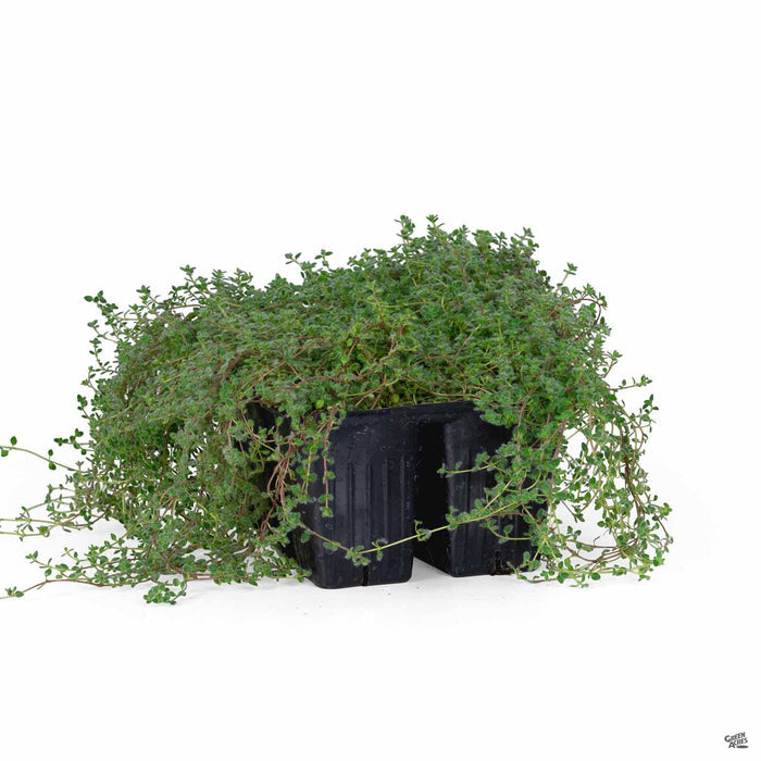 Thymus Woolly Thyme 6-pack