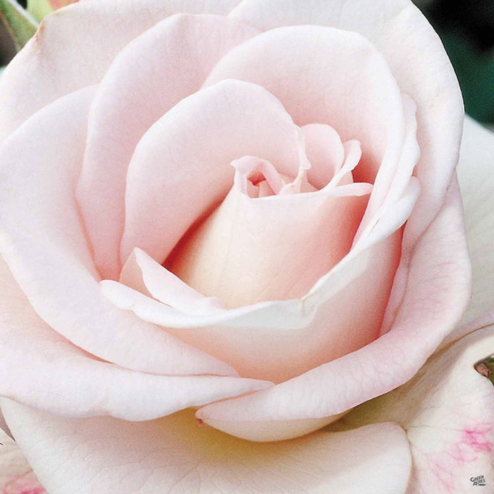 World War II Memorial Rose