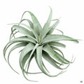 Xerographica small