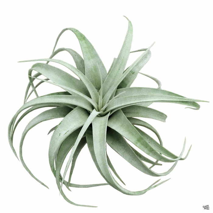 Xerographica small