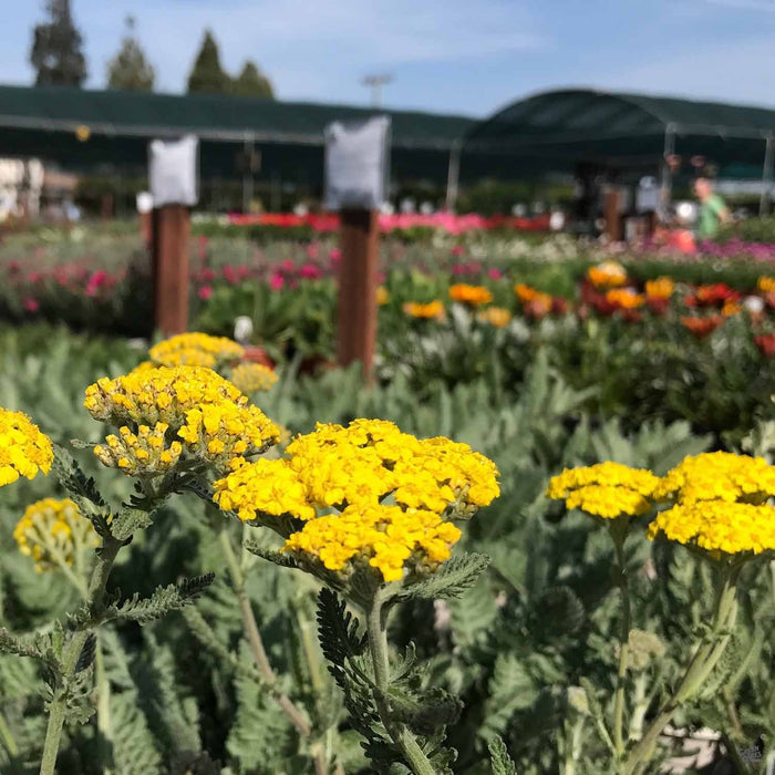 Yarrow 'Moonshine' at Green Acres