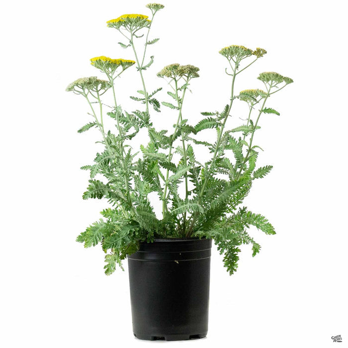 Yarrow 'Moonshine' 1 gallon