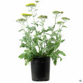 Yarrow 'Moonshine' 1 gallon
