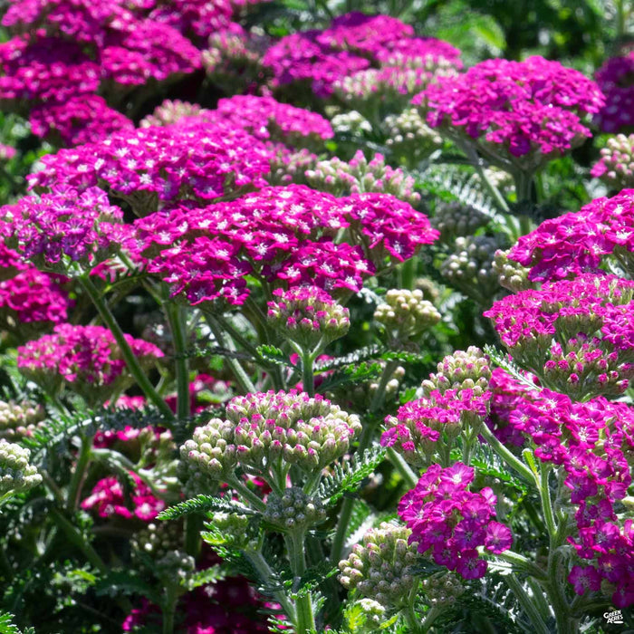 Yarrow New Vintage Violet