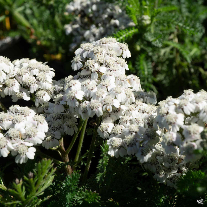Yarrow New Vintage White